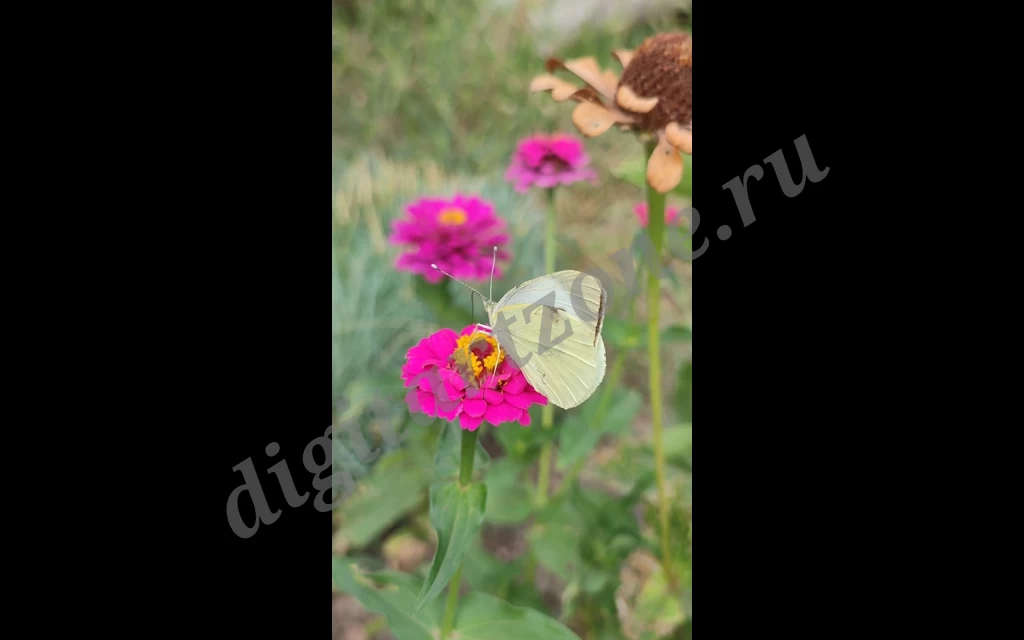 Видео-футаж с бабочкой-капустницей, сидящей на цветке.  <br />
<br />
Сюжет: бабочка пьёт некта...