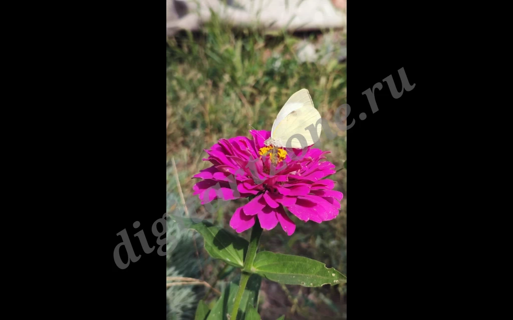 Видео-футаж с бабочкой-капустницей, сидящей на цветке.<br />
<br />
Сюжет: бабочка пьёт нектар ...