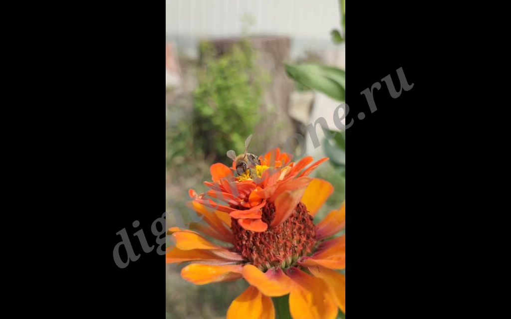 Видео-футаж с пчелой.<br />
<br />
Сюжет: пчёлка пьёт нектар и летает над цветком<br />
<br />...