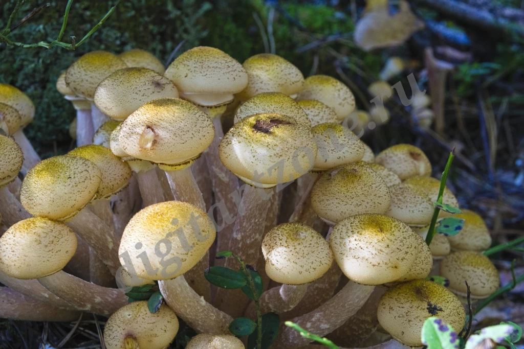 Дары леса. Съедобные грибы. Осенние опята растущие большой группой.