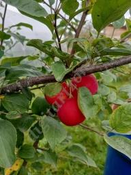 Яблоня в саду