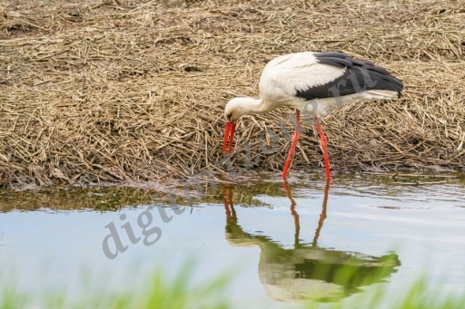 Крупный план белого аиста (Ciconia ciconia).