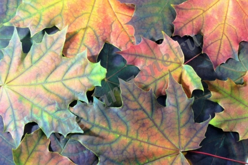 Осенний фон из кленовых листьев.