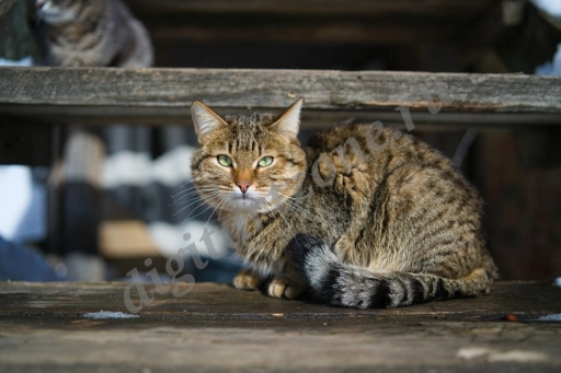 Кот на деревянных ступеньках старого дома.