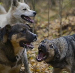 Три крупных пса ведут беседу между собой