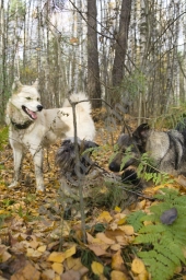 Собаки с весёлыми мордашками играются на прогулке в осеннем лесу