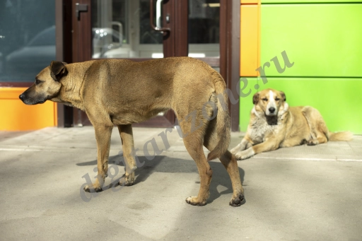Бездомные собаки - большая коллекция (121 снимок)