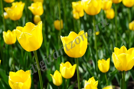 Желтые тюльпаны. Поляна с желтыми тюльпанами