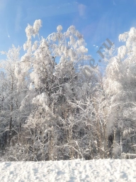 Русский зимний лес