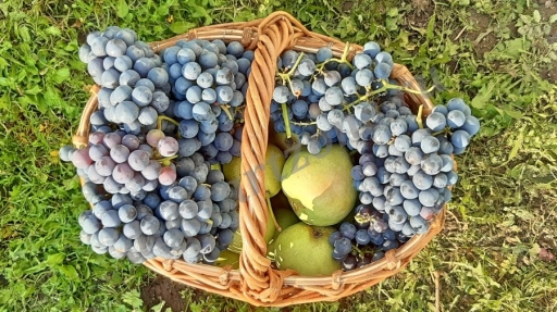 Урожай винограда и груш