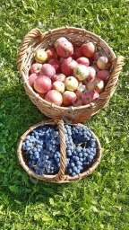 дачный урожай яблок и винограда