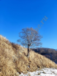 Одинокое дерево на холме осенью в ноябре