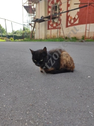 Грустный кот с черной и рыжей окраской посреди дороги