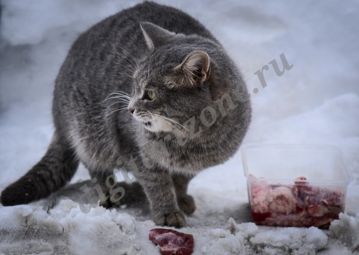 Серый кот - уличный бродяга ест угощения на снегу.