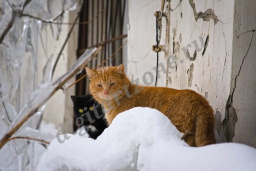 Рыжий и черный котики - бродяжки, среди снежных сугробов.