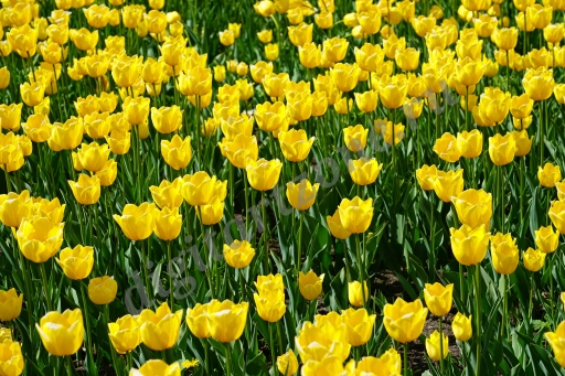 Желтые тюльпаны. Большое количество желтых тюльпанов на клумбе.