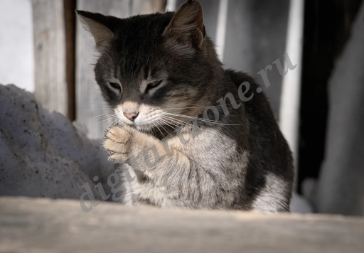 Серый уличный котик умывается при помощи лапки. Портрет серого кот.
