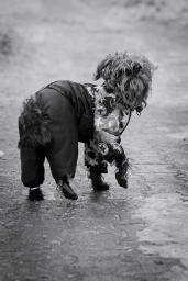 Пес с жалким видом стоит поджав лапы на мокрой мостовой.