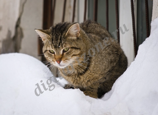 Полосатый котик бродяга с грустным и недобрым взглядом сидит в снегу.