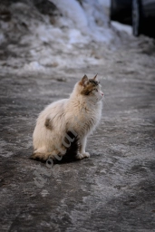 Трехцветная кошка - бродяжка, белой масти, сидит на грязной мостовой