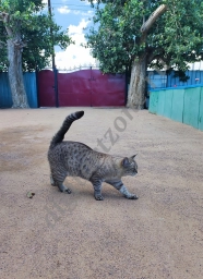Серый кот позирует во дворе дома. Фотография серого кота.