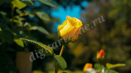 Желтая роза в парке Южные культуры, Сочи 1
