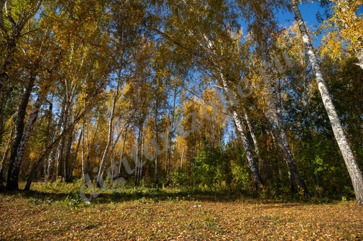 Лесной пейзаж, осенний берёзовый лес