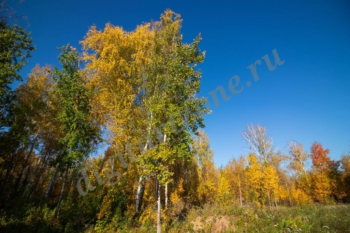 Пейзаж, осенний лес, деревья на фоне голубого неба