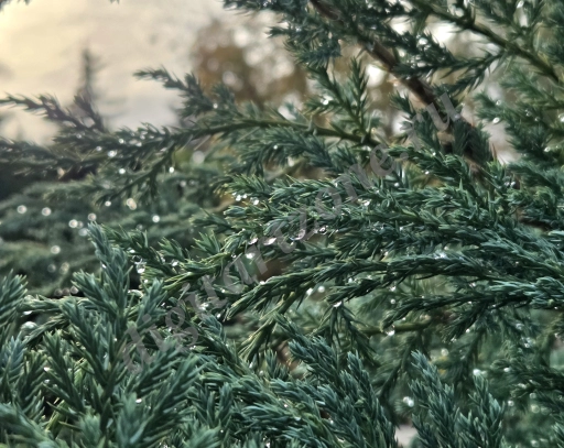 Капли дождя на еловых ветвях, осень