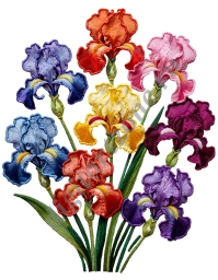 Вышивка_цветы