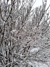 Ветки дерева, полностью покрытые снегом.