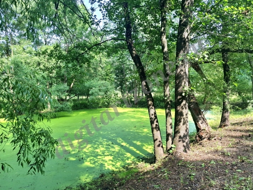 Вид на заросший тиной пруд в городском парке.