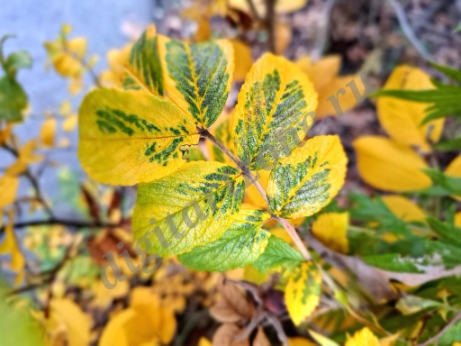 Осенние листочки кустарников, желто-зеленые листочки шиповника.