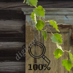 Окна старого дома